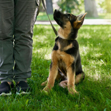 Intervención Canina en Seguridad Privada